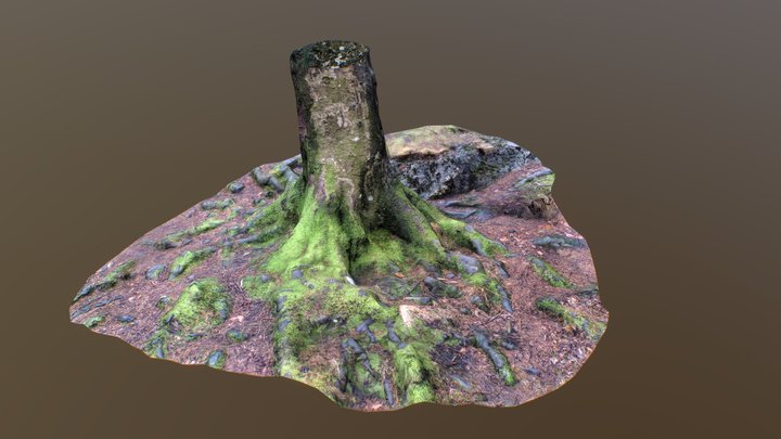 Tree Scan 001 3D Model