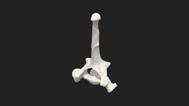 1. thoracic vertebra (vertebra thoracica I) cat – Modèle 3D gratuit STL