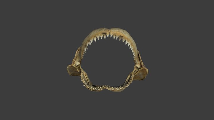 Carcharhinus altimus – Modello 3D gratuito STL