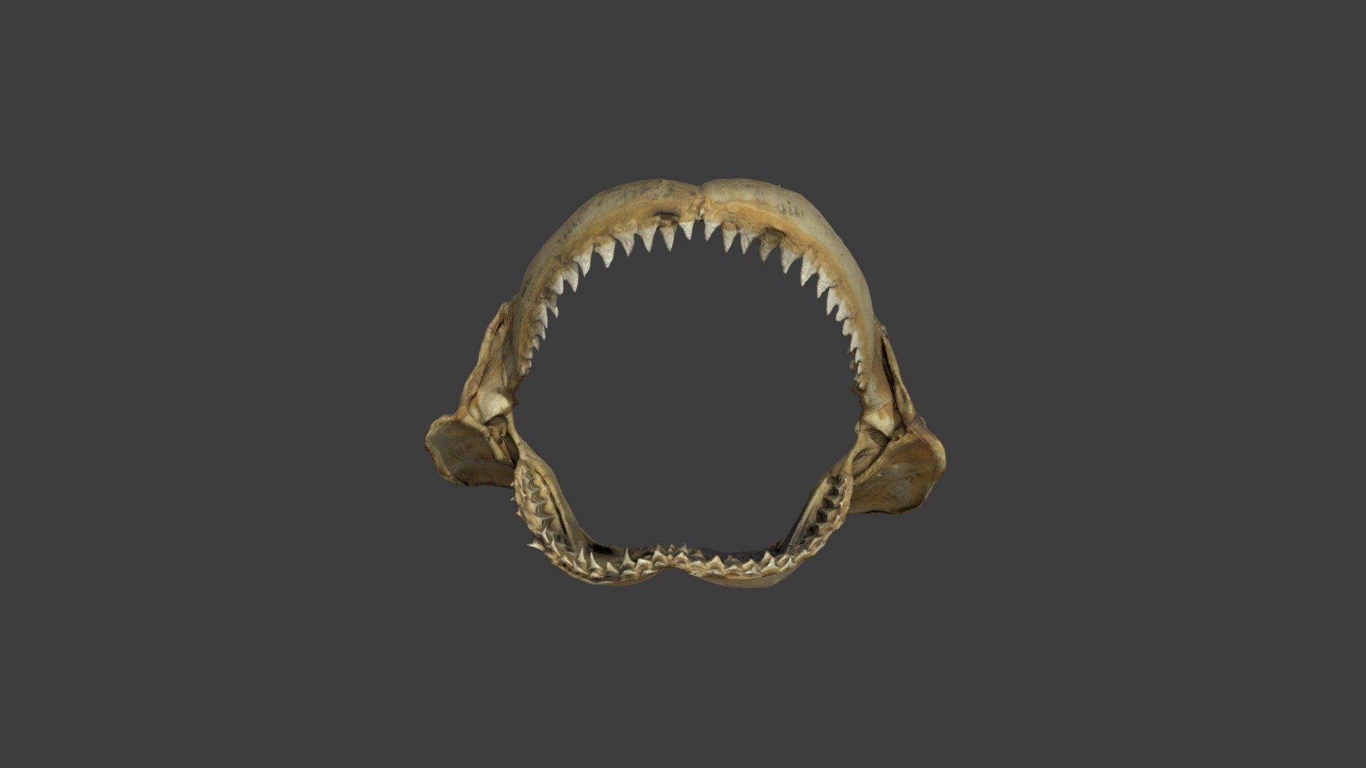 Carcharhinus altimus