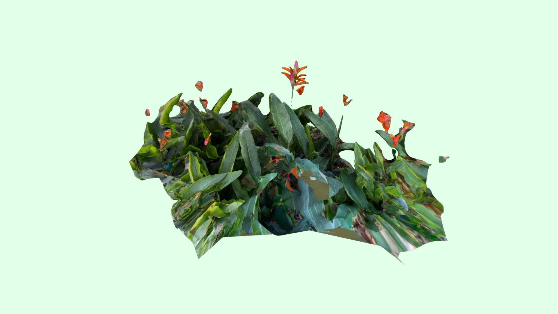 Flower Grass
