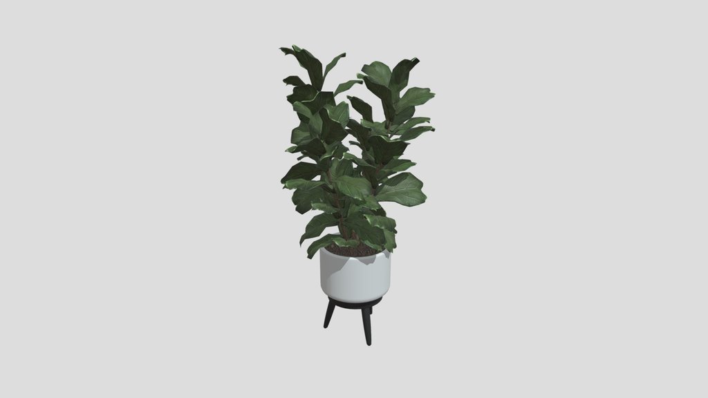 Indoor Fiddle Leaf Fig