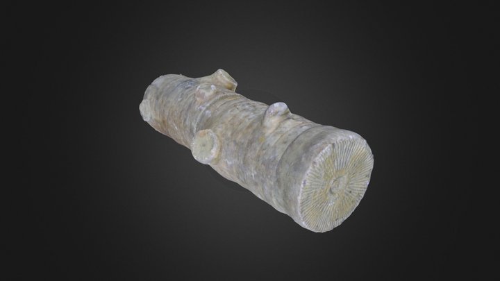 Crinoid stem segments (PRI 76733) – Modelo 3D gratuito STL