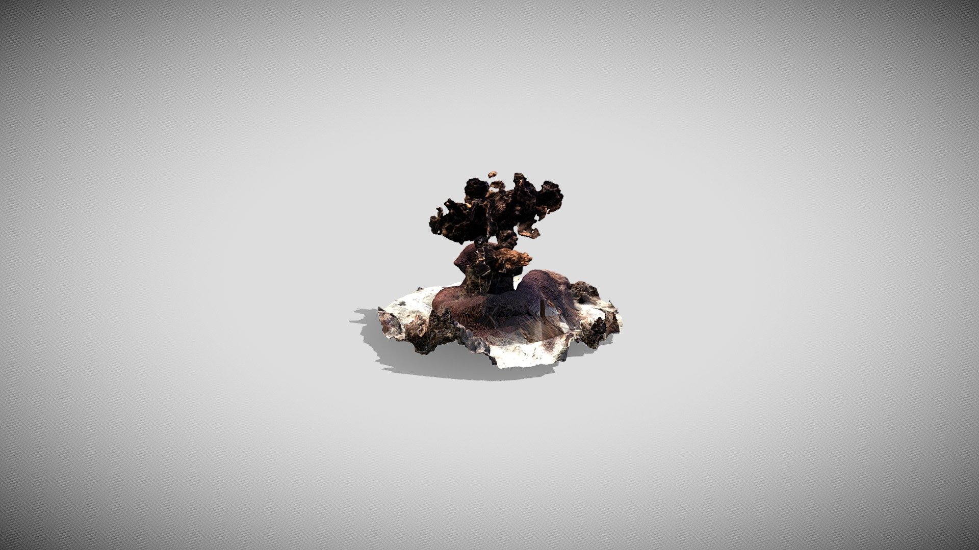 Coral-test