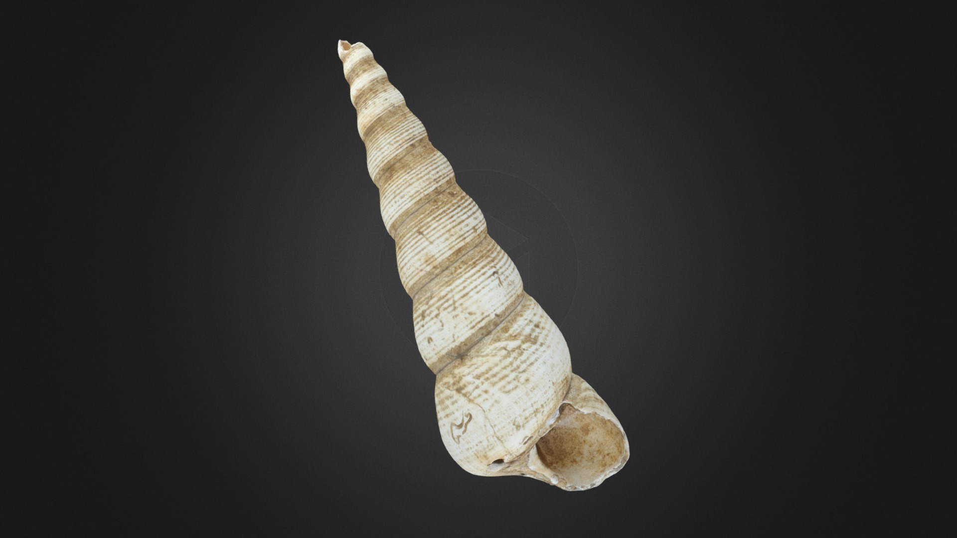Turritella - 3D model by R.Paul [2a3249b] - Sketchfab