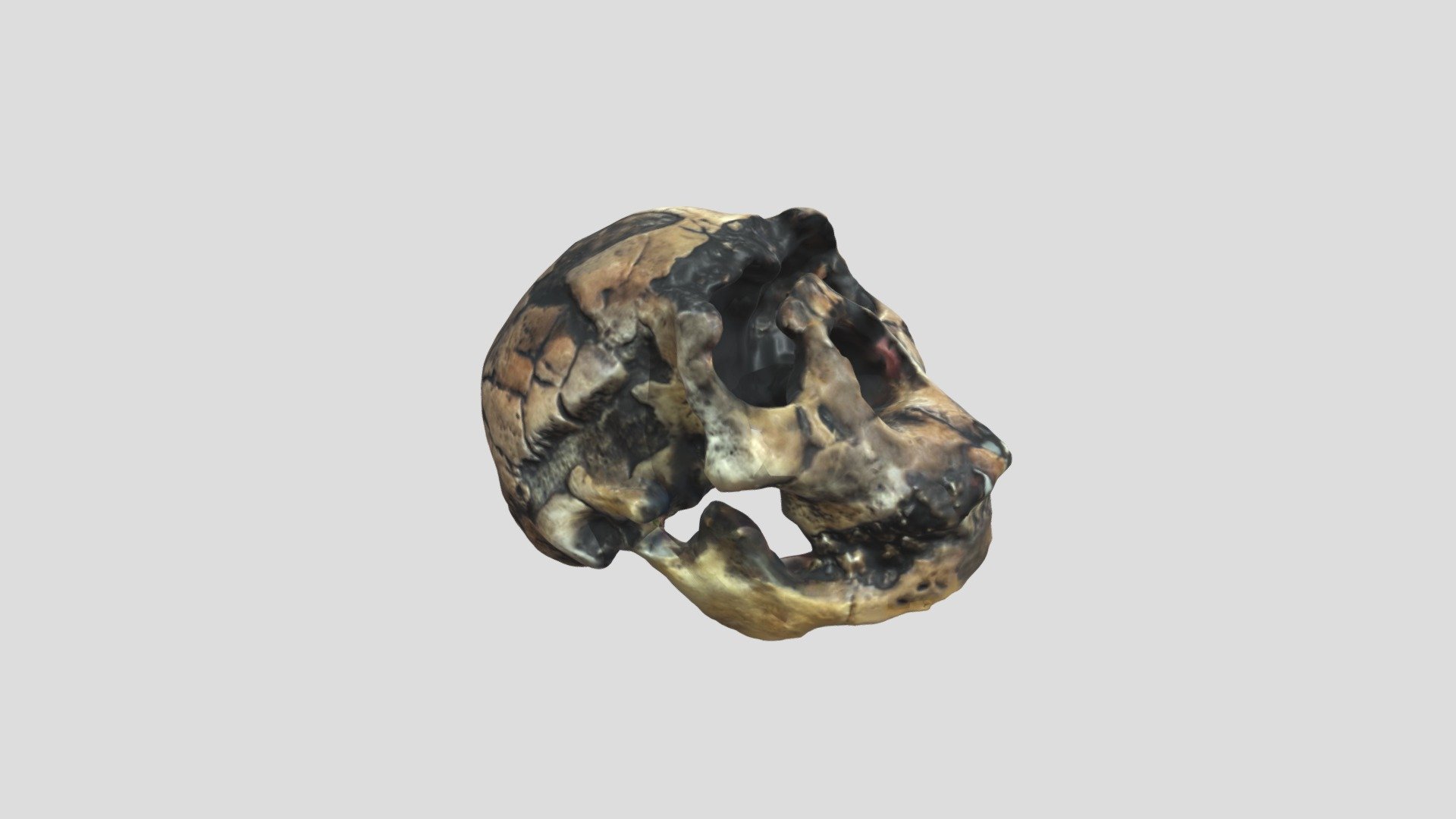 Skull 1 Full