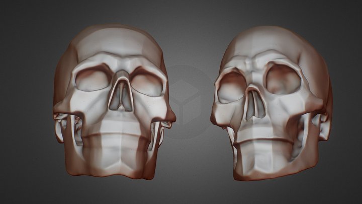 Male and female Skull planes 3D Model