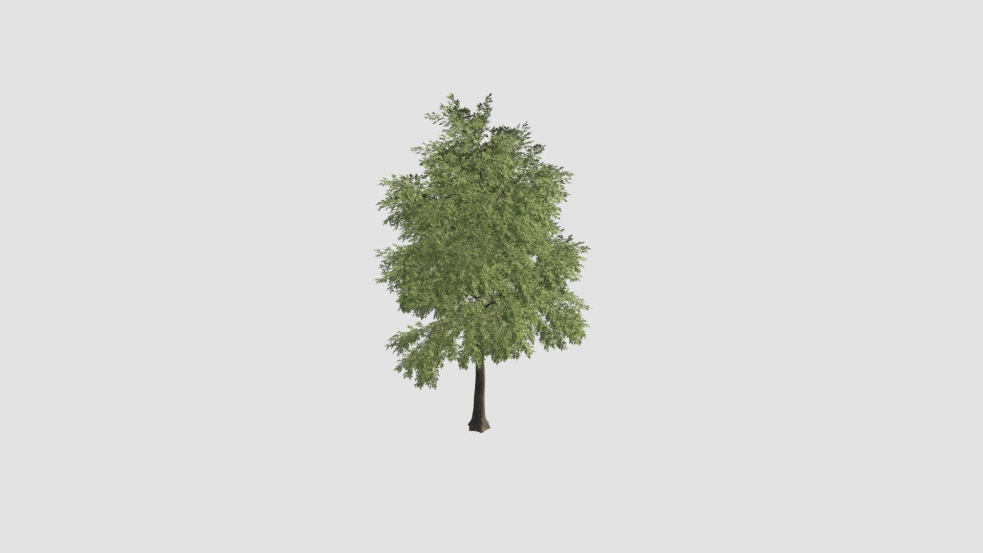 tree - Buy Royalty Free 3D model by Evermotion [2a36972] - Sketchfab Store