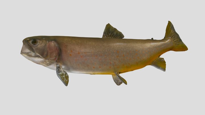 S. malma krascheninnikovi_オショロコマ_GMNH-VP-633 3D Model