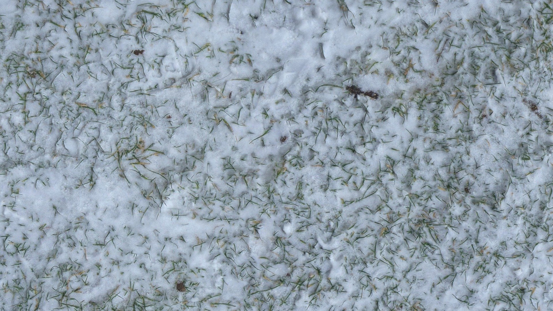 snowy grass surface - Buy Royalty Free 3D model by yelizegi