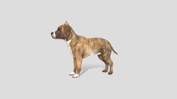 animated Pitbull dog 3D Model