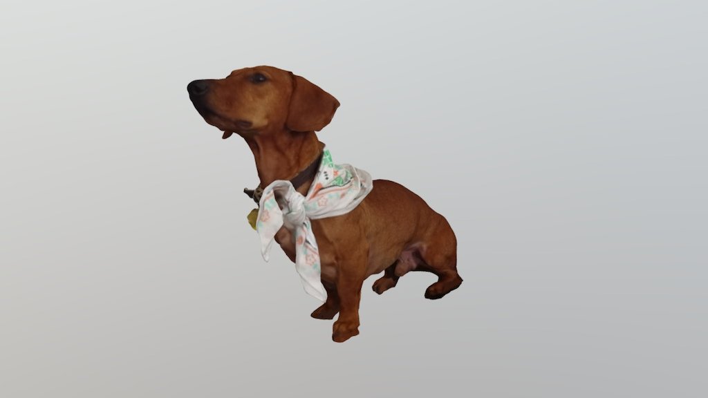 Dachshund