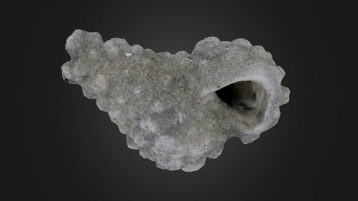 Bryozoan: Cellepora sp. (PRI 76724) – Modelo 3D gratuito STL
