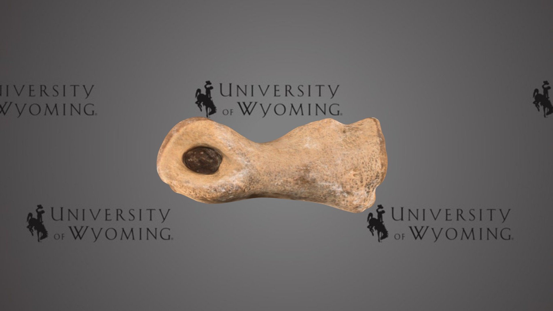UWG 5491 Triceratops sp.