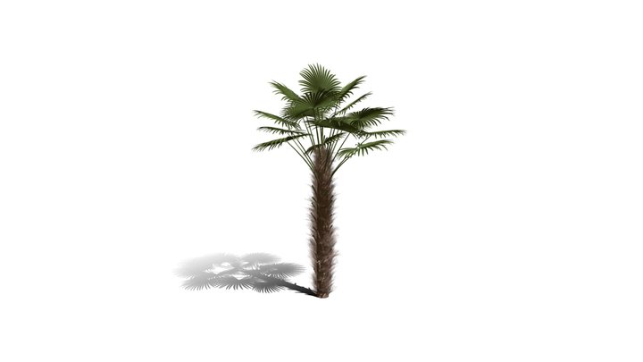Realistic HD Windmill palm (12/25) 3D Model