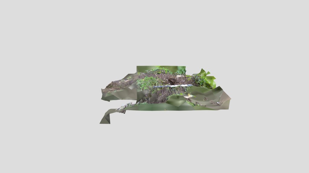 Badger latrine, curly brown poo