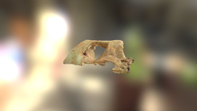 Face 385 (1) 3D Model