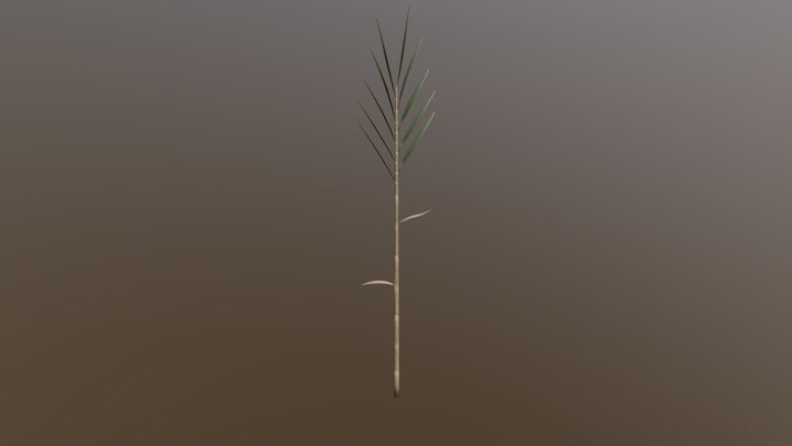 Reed Phragmites australis 3D Model