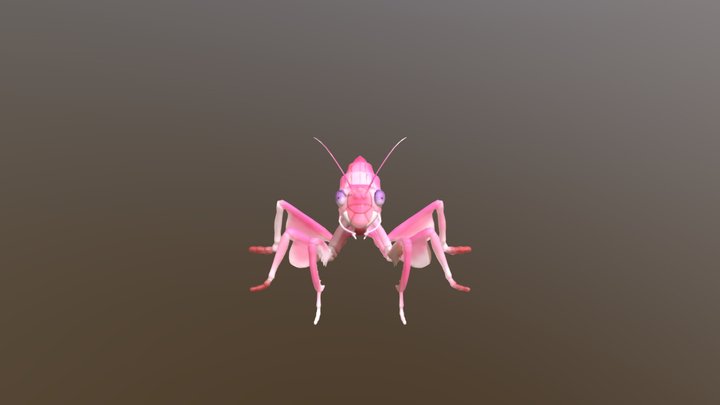 Orchid Mantis 3D Model