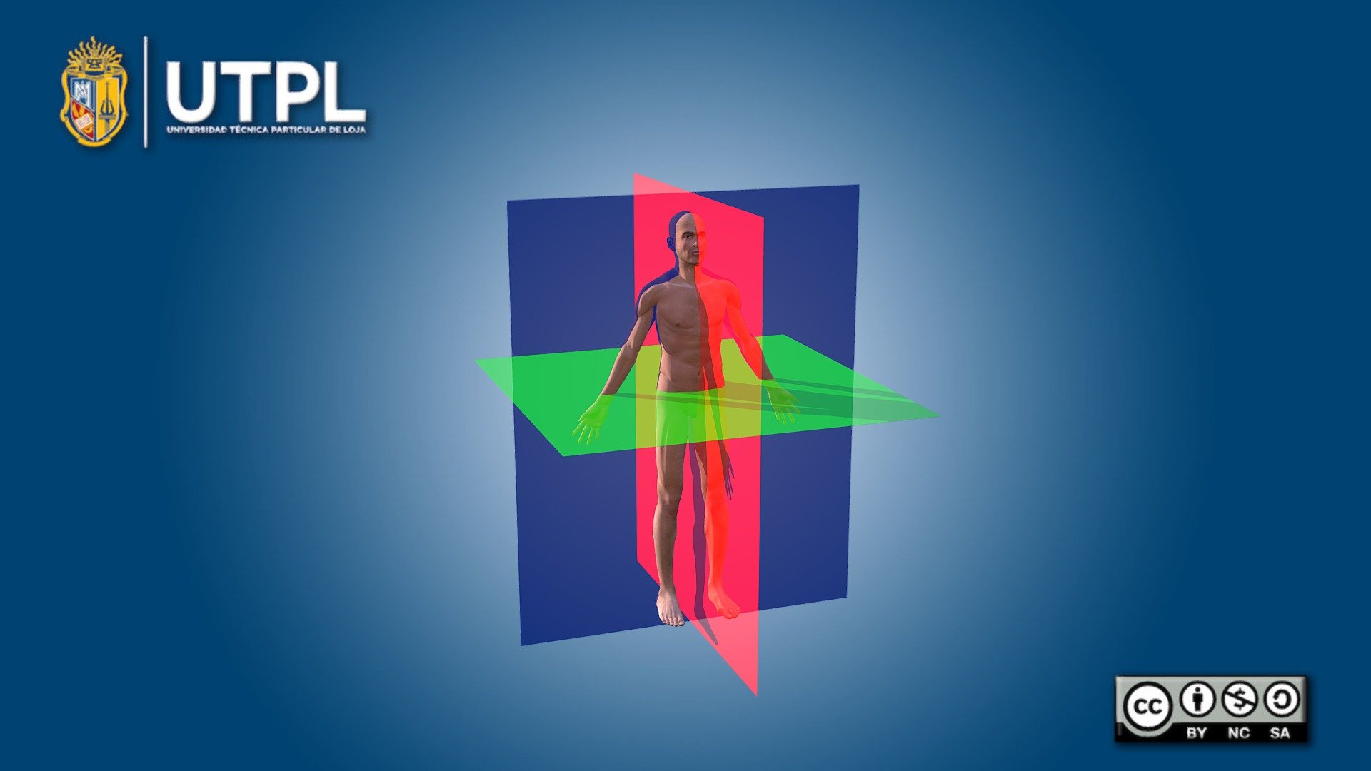 Planos anatómicos - Download Free 3D model by 3D_UTPL (@3D_UTPL) [2a5aa2a]