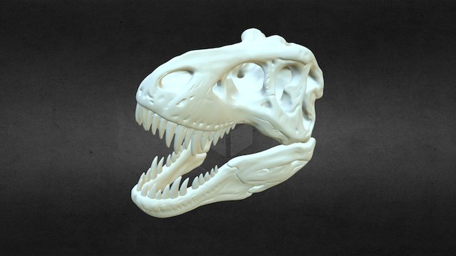 T- Rex Skull 3D Model