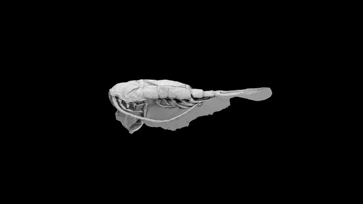 Limnocalanus macurus 3D Model