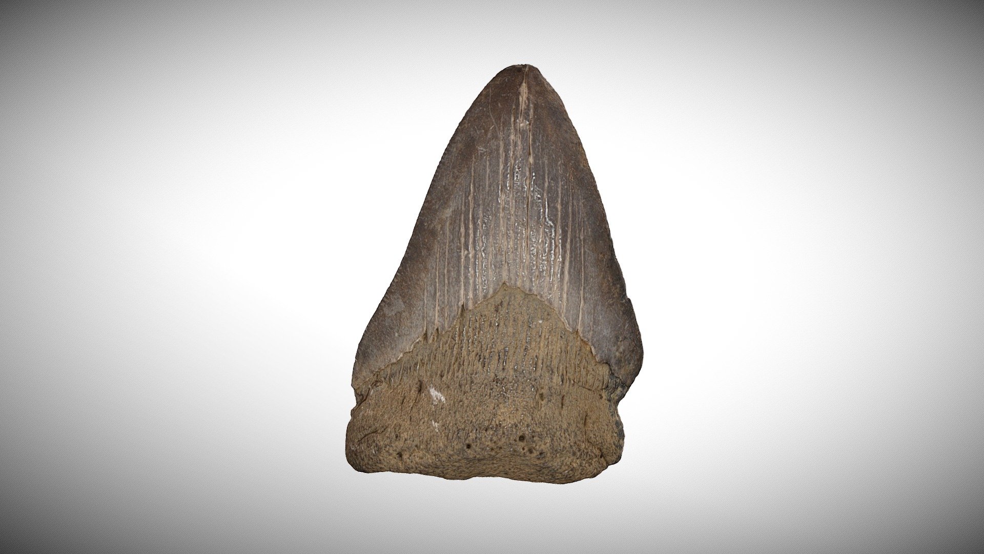 Megalodon Tooth