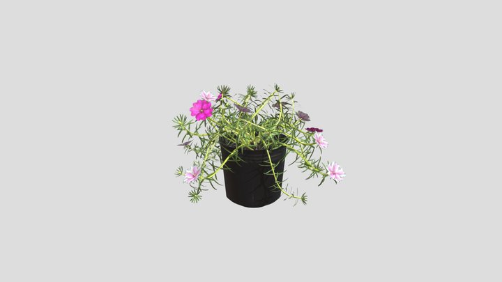 Portulaca grandiflora (Cây Hoa Mười Giờ) 3D Model