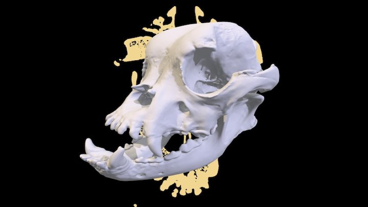 Bulldog (Canis familiaris) 3D Model