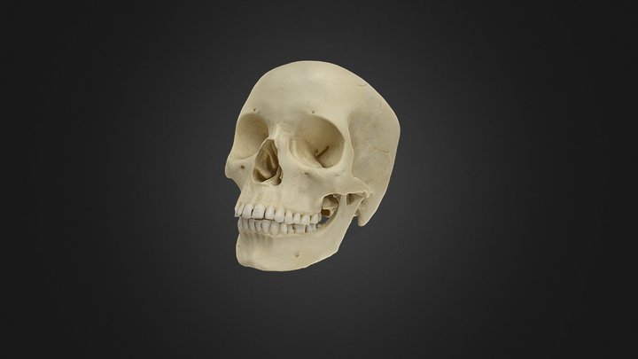 Skull SC-211-D 3D Model