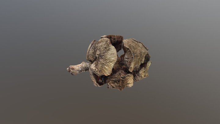 model 3D Model
