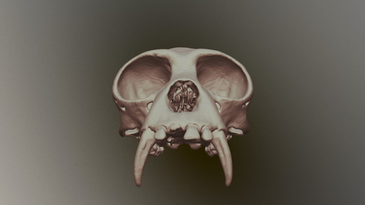 Gibbon (USNM 395156) 3D Model