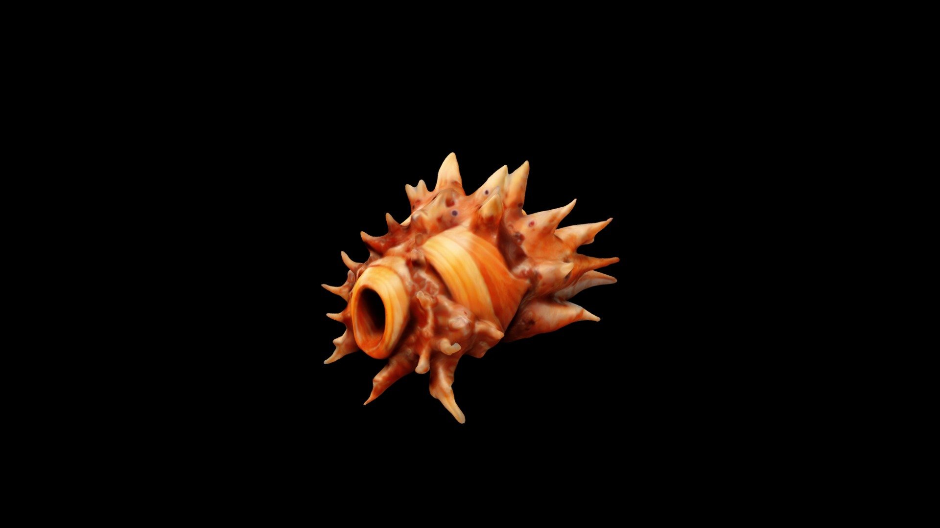 a brown seashell with a unique shape and texture - Download Free 3D ...