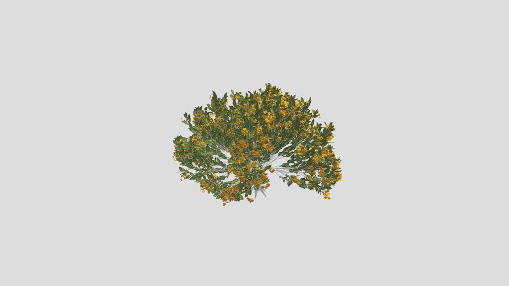 Tree Orange Choisaya