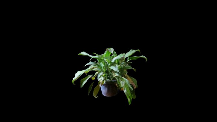 Plant 3 3D Model