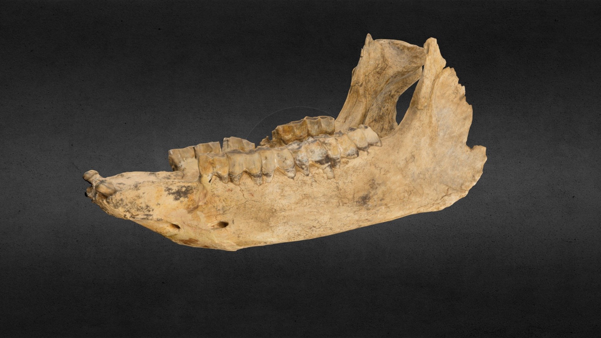 The rhinoceros lower jaw - 3D model by OdesaArchaeologicalMuseum ...