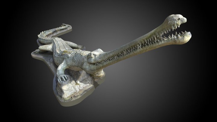 Teleosaurus 3D models - Sketchfab