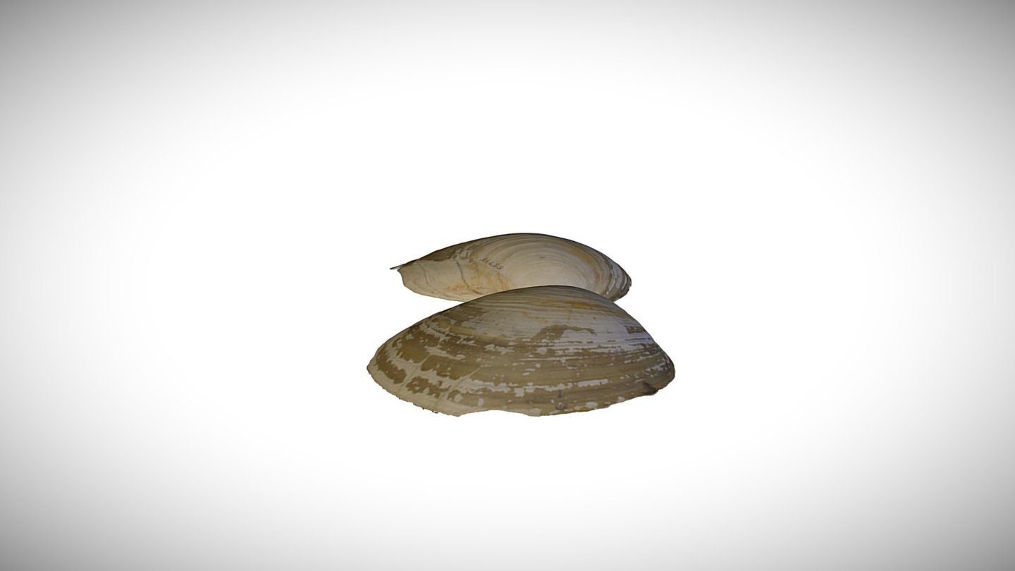 Tresus allomyax / CASIZ 93995 - 3D model by California Academy of ...