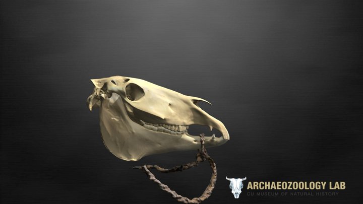 Cráneo de caballo con brida de cuerda 3D Model