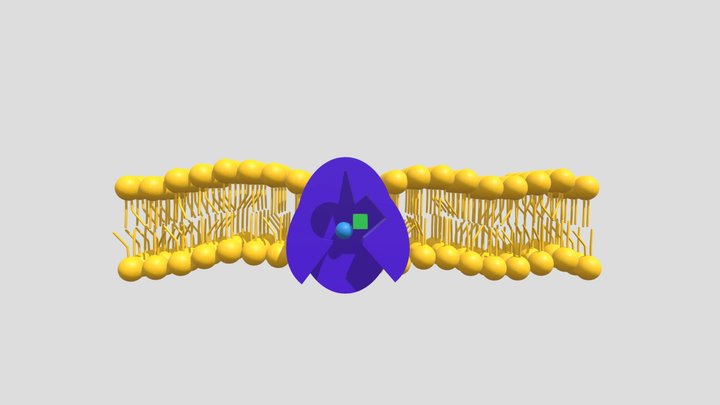 Active Transport - Symport by Carrier Protein 3D Model