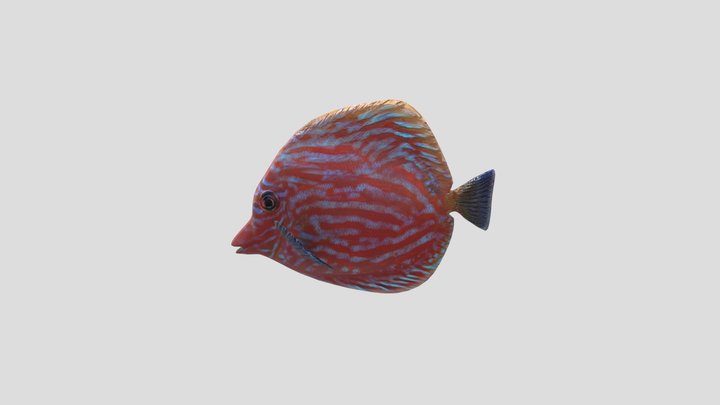 Islas-Gonzalez_FISH_SketchFab 3D Model