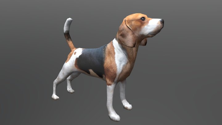 Beagle Dog 3D Model