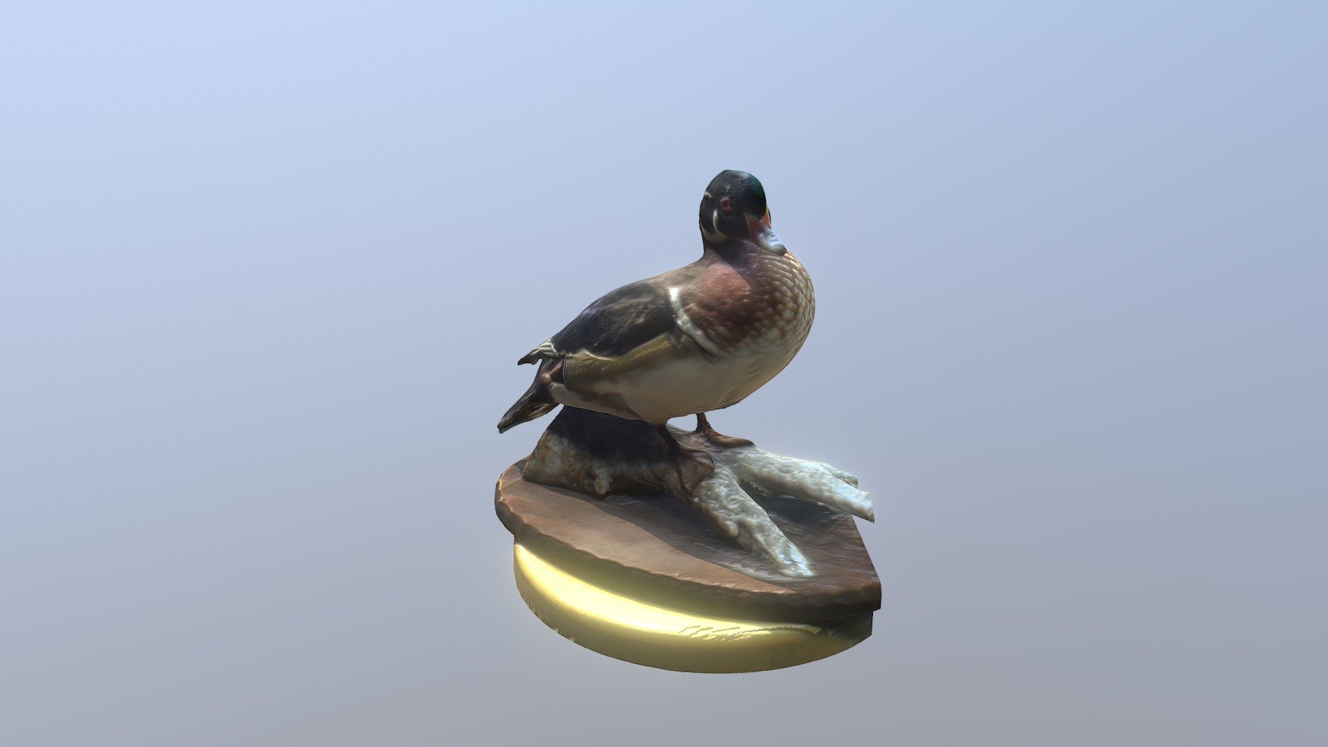 Wood Duck 2
