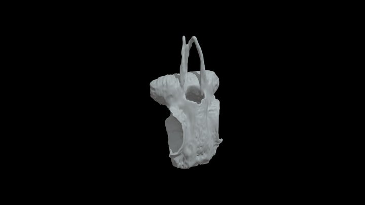 Hemitriakis japanica Cranium 3D Model