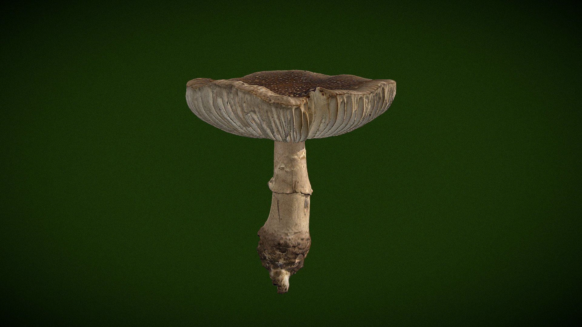 Real Fungus Scan 3D - Amanita excelsa