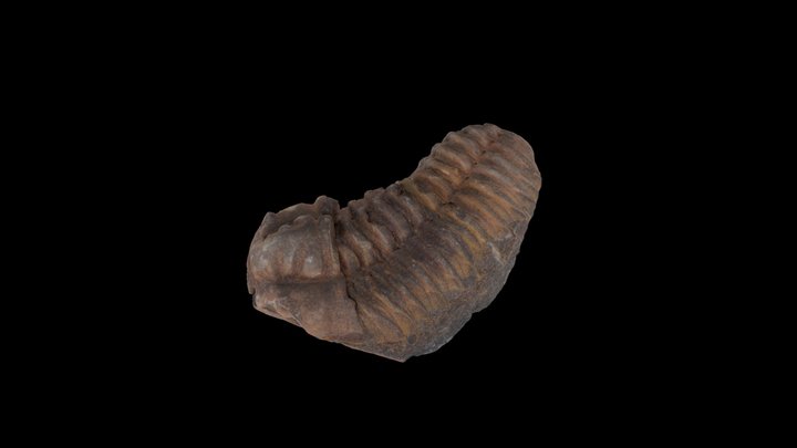 Trilobite - Flexicalymene (Morocco) 3D Model