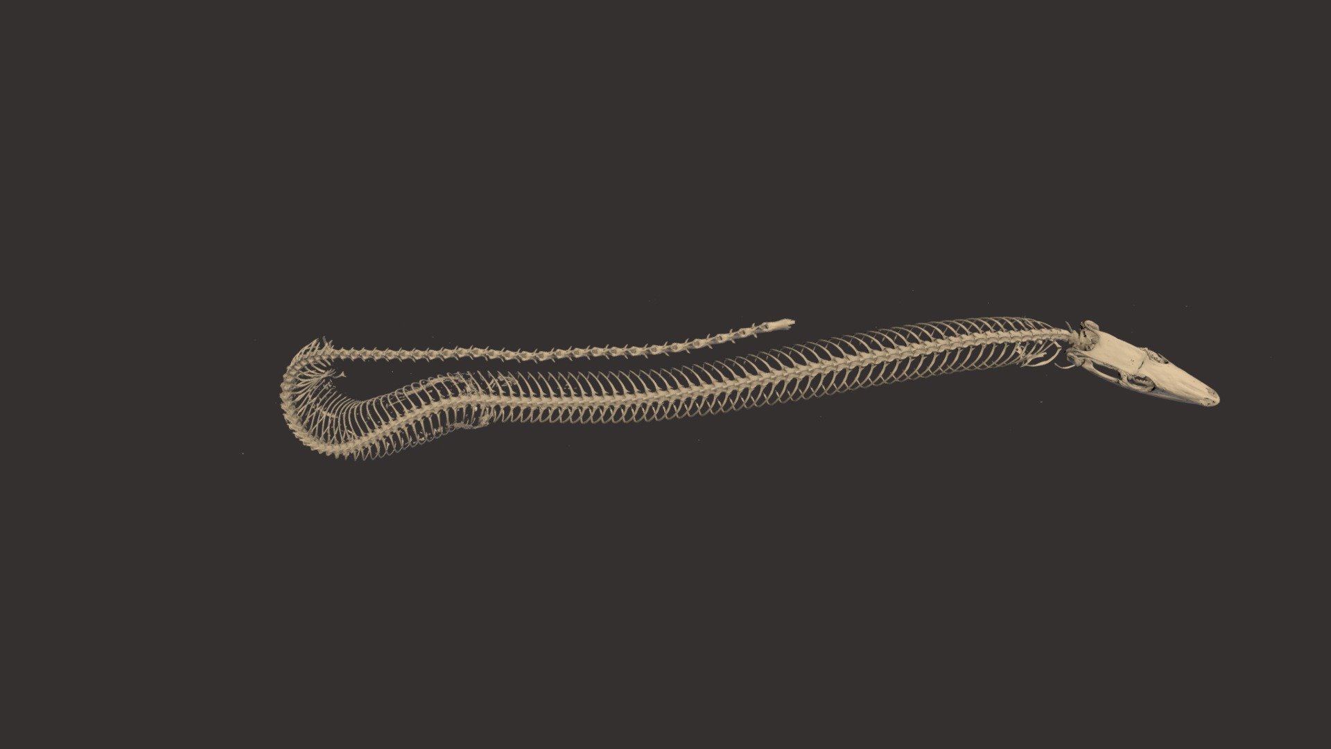 lizard skeleton sketch