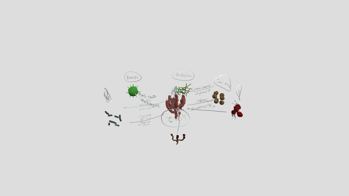 Coral: Holobiont 3D Model