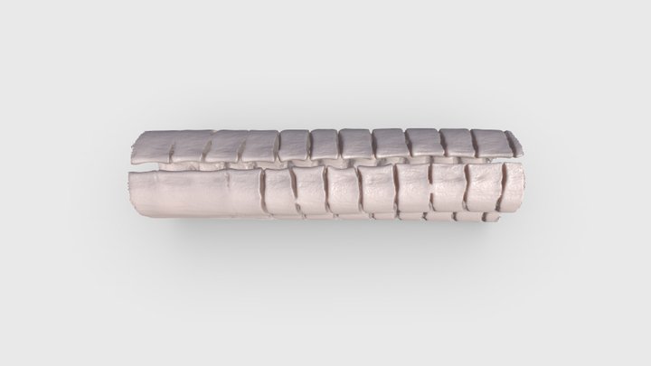 Pectoral Fin Ray Segment of a Nile Perch | Idle 3D Model