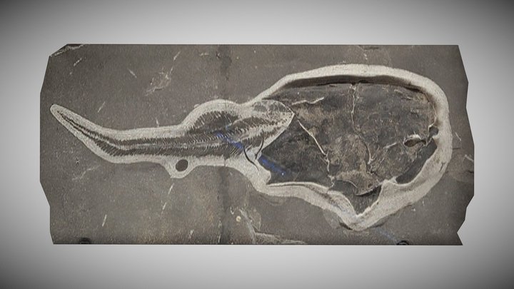 Coccosteus cuspidatus Fossil – Kostenloses 3D-Modell STL